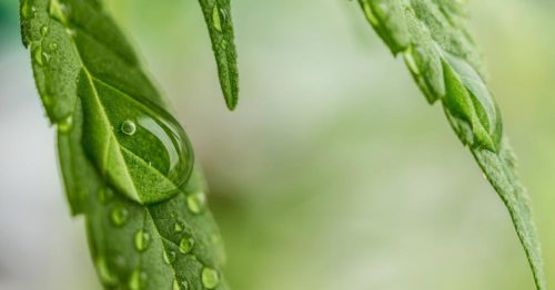 Hemp Leaf with a Water Droplet on it
