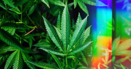 Full Spectrum CBD Oil Header