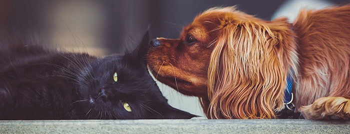 Dog and cat laying together