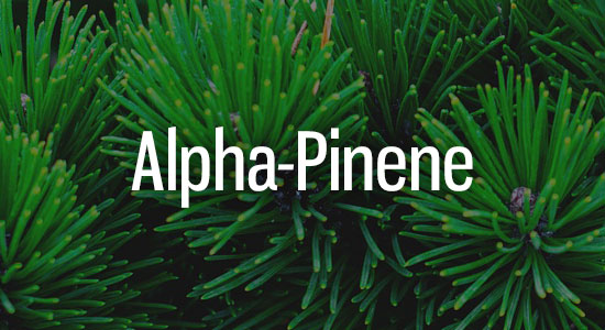 Alpha-Pinene Terpene Representation