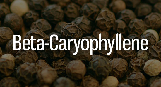 Beta-Caryophyllene Terpene Representation