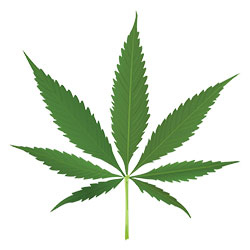 Cannabis Leaf