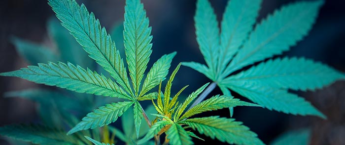 Hemp Leaves