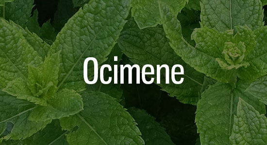 Ocimene Terpene Representation