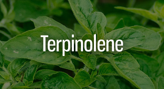 Terpinolene Terpene Representation
