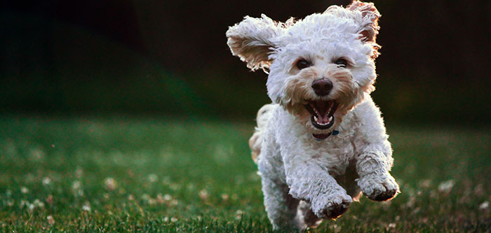 Happy dog running