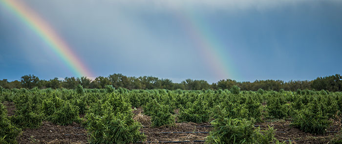 Double rainbow over a hemp field