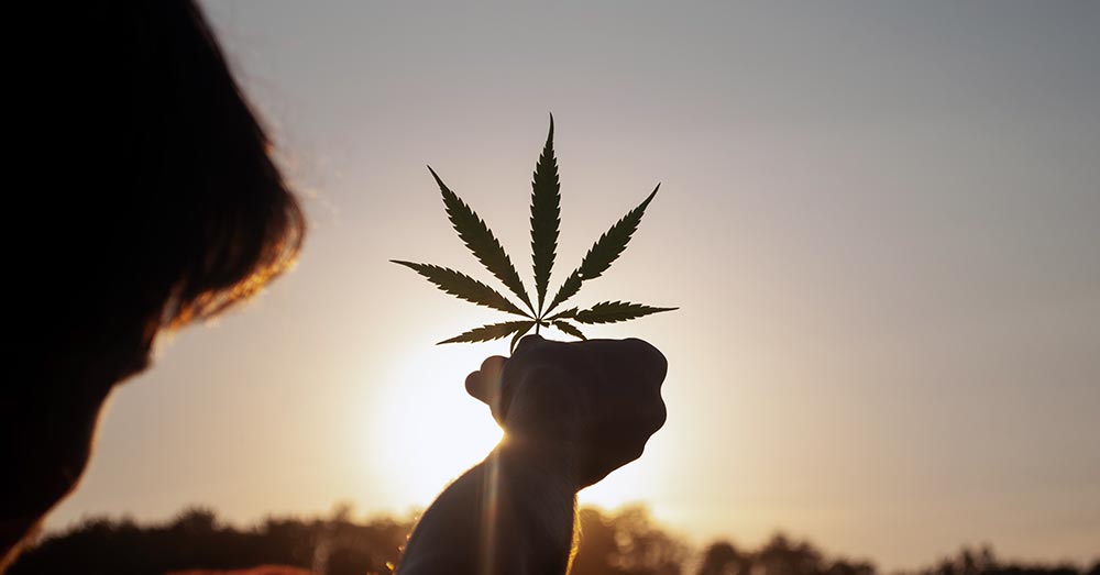 Man holding hemp leaves against sunset